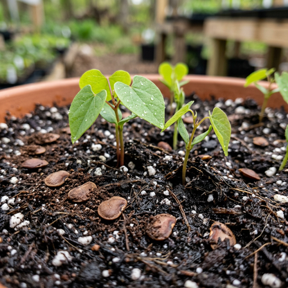 Eastern Redbud Tree Seeds for Planting