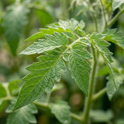 Premium Non-Hybrid Tomato Seeds for Planting