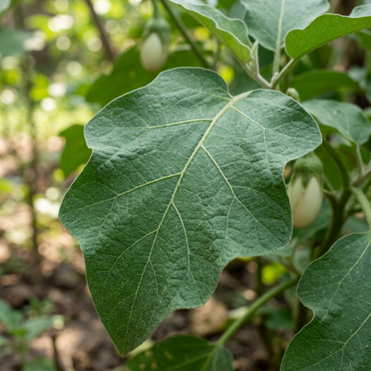 Brinjal White Long Hybrid Seeds for Planting