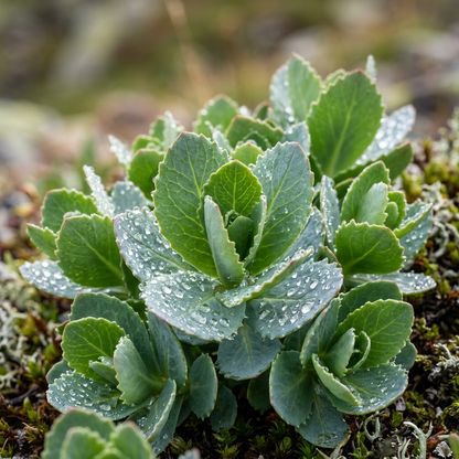 Roseroot Rhodiola Rosea Seeds for Garden Planting