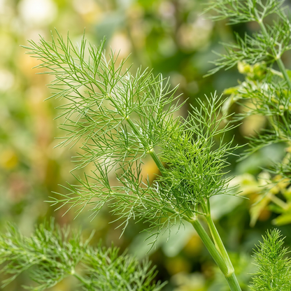 Fennel Romanesco Seeds – Fennel Seeds for Home Garden