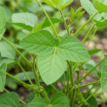 Midori Giant Edamame Soybean Seeds for Home Garden