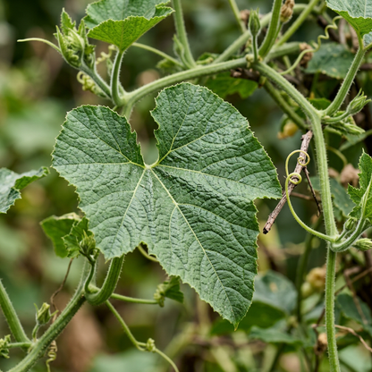 Sweet Lightning Pumpkin Seeds – Pumpkin Seeds for Home Garden