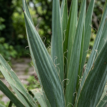Adam's Needle Yucca Seeds for Dry Garden Planting