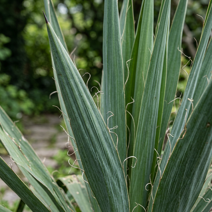 Adam's Needle Yucca Seeds for Dry Garden Planting