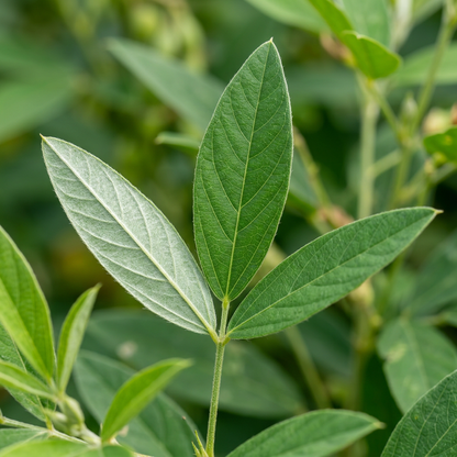 Pigeon Pea Seeds for Home Garden