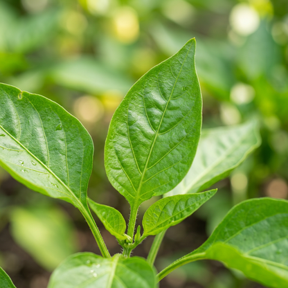 Golden Sweetness Corno Di Toro Giallo Pepper Seeds for Planting