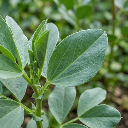 Bean Super Aquadulce Seeds for Planting