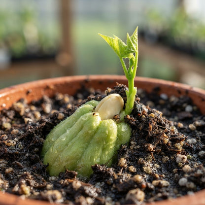 Chayote Seeds for Planting