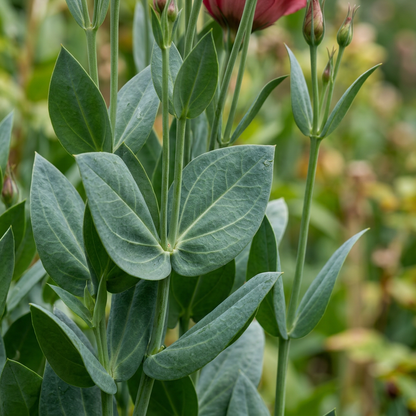 Red Lisianthus Flower Seeds for Planting