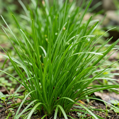 Mixed Rain Lily Flower Seeds for Planting	Mixed Rain