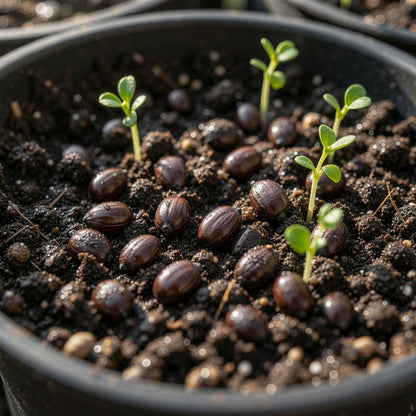 Jonathan Apple Seeds for Planting