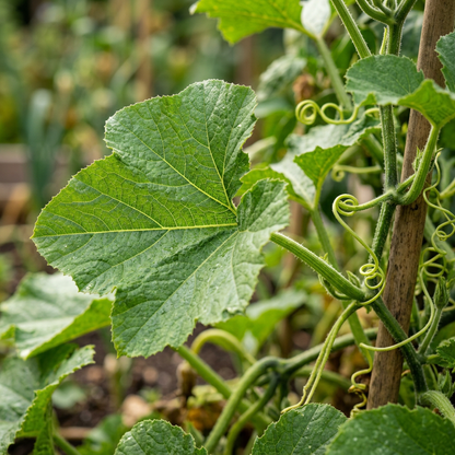 Winter Squash Golden Hubbard Seeds – Squash Seeds for Home Garden