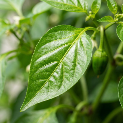 Red Pepper Seeds – Premium Pepper Seeds for Home Garden