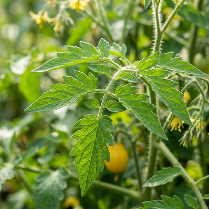 Yellow Tomato Seeds – Yellow Tomato Seeds for Home Garden