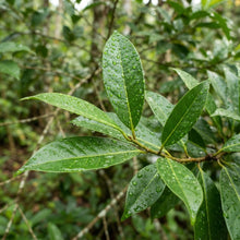Nutmeg Tree (Myristica fragrans) Seeds for Planting