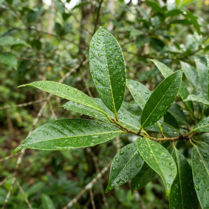 Nutmeg Tree (Myristica fragrans) Seeds for Planting