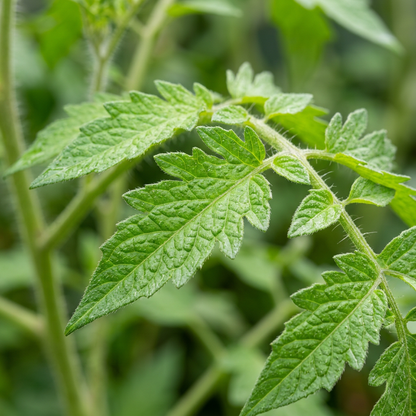 Opalka Tomato Seeds – Heirloom Tomato Seeds for Home Garden