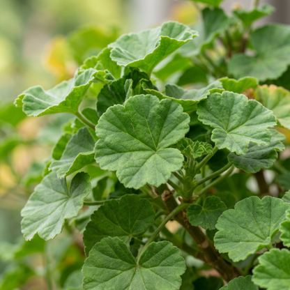 Salmon and White Geranium Seeds for Planting