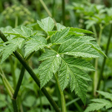 Angelica Archangelica Herb Seeds for Garden Planting