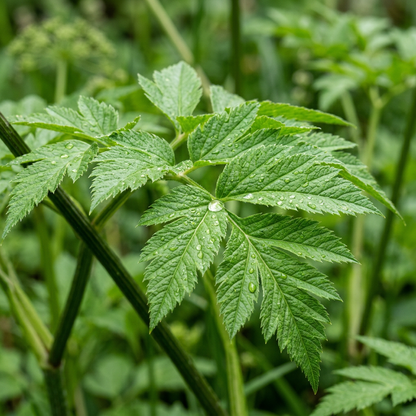 Angelica Archangelica Herb Seeds for Garden Planting