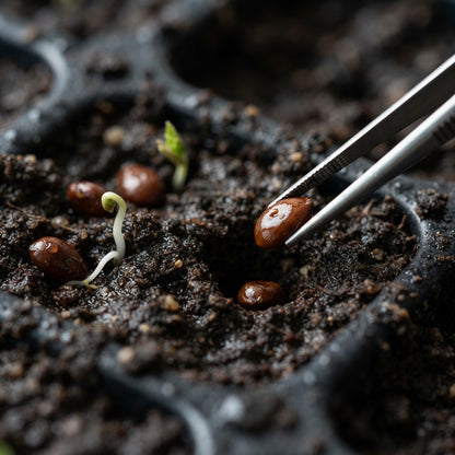 Foxwhelp Apple Seeds for Planting