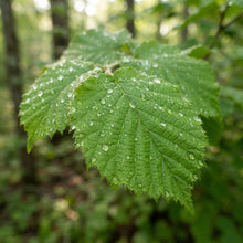 American Hazelnut Tree Seeds for Planting
