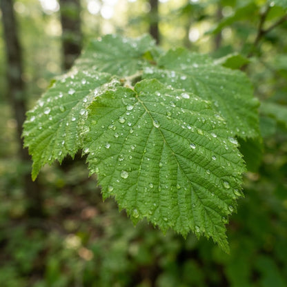 American Hazelnut Tree Seeds for Planting