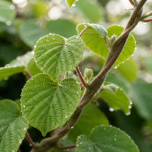 Monty Kiwi Seeds for Planting