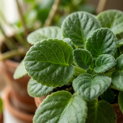 African Violet Flower Seeds for Planting
