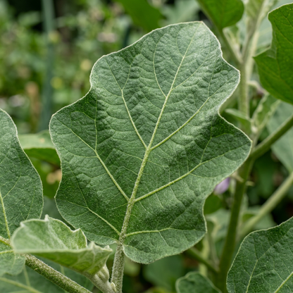 Aubergine Bonica F1 Hybrid Seeds – Hybrid Eggplant Seeds for Home Garden