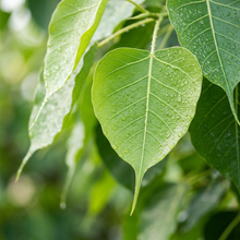 Sacred Fig Tree Seeds for Bonsai and Garden Planting