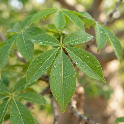 African Baobab Tree (Adansonia digitata) Seeds for Planting