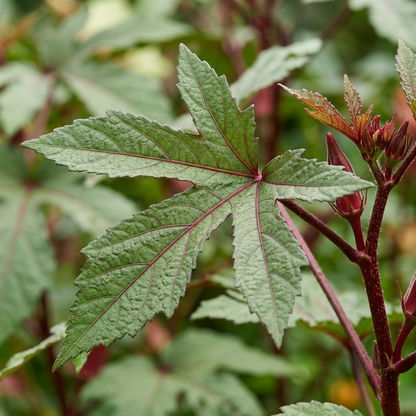 Red Lady’s Finger Seeds – Okra for Planting