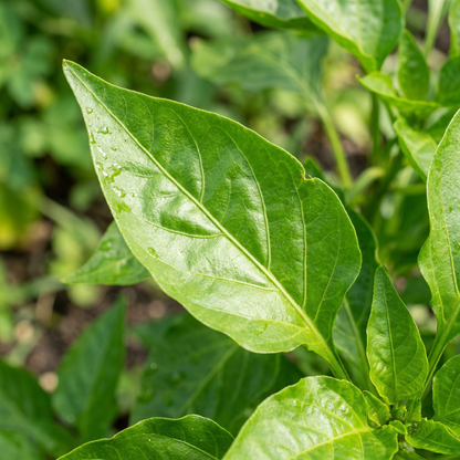 Cubanelle Sweet Pepper Seeds for Planting