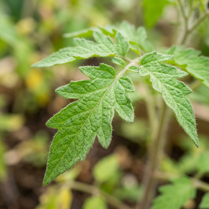 Red Tomato Seeds – Tomato Seeds for Home Garden