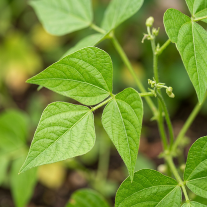 Bean Stanley Seeds for Planting	Stanley