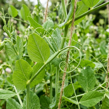 Hurst Green Shaft Pea Seeds for Home Garden