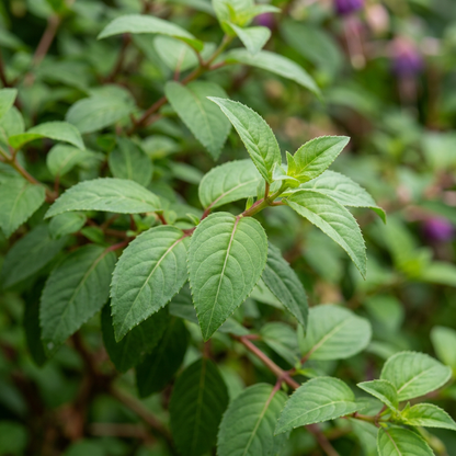 Blue Fuchsia Flower Seeds for Planting