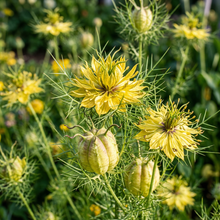 Nigella Transformer Yellow Flower Seeds For Planting