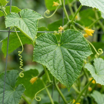 Jack O’Lantern Pumpkin Seeds – Pumpkin Seeds for Home Garden