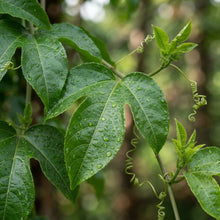 Red Flamenco Passionfruit F1 Seeds for Planting