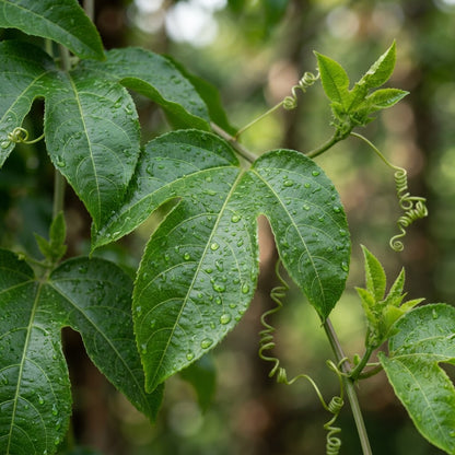Red Flamenco Passionfruit F1 Seeds for Planting