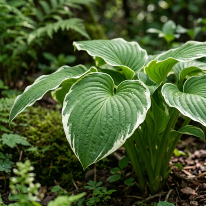 Hosta Jardin Lily Seeds for Planting