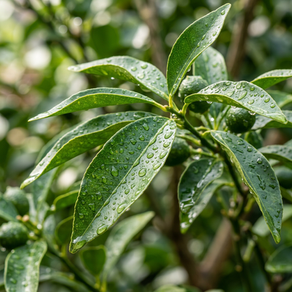 Kumquat Fortunella Seeds for Garden and Pot Planting