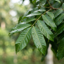 Longan Seeds for Planting