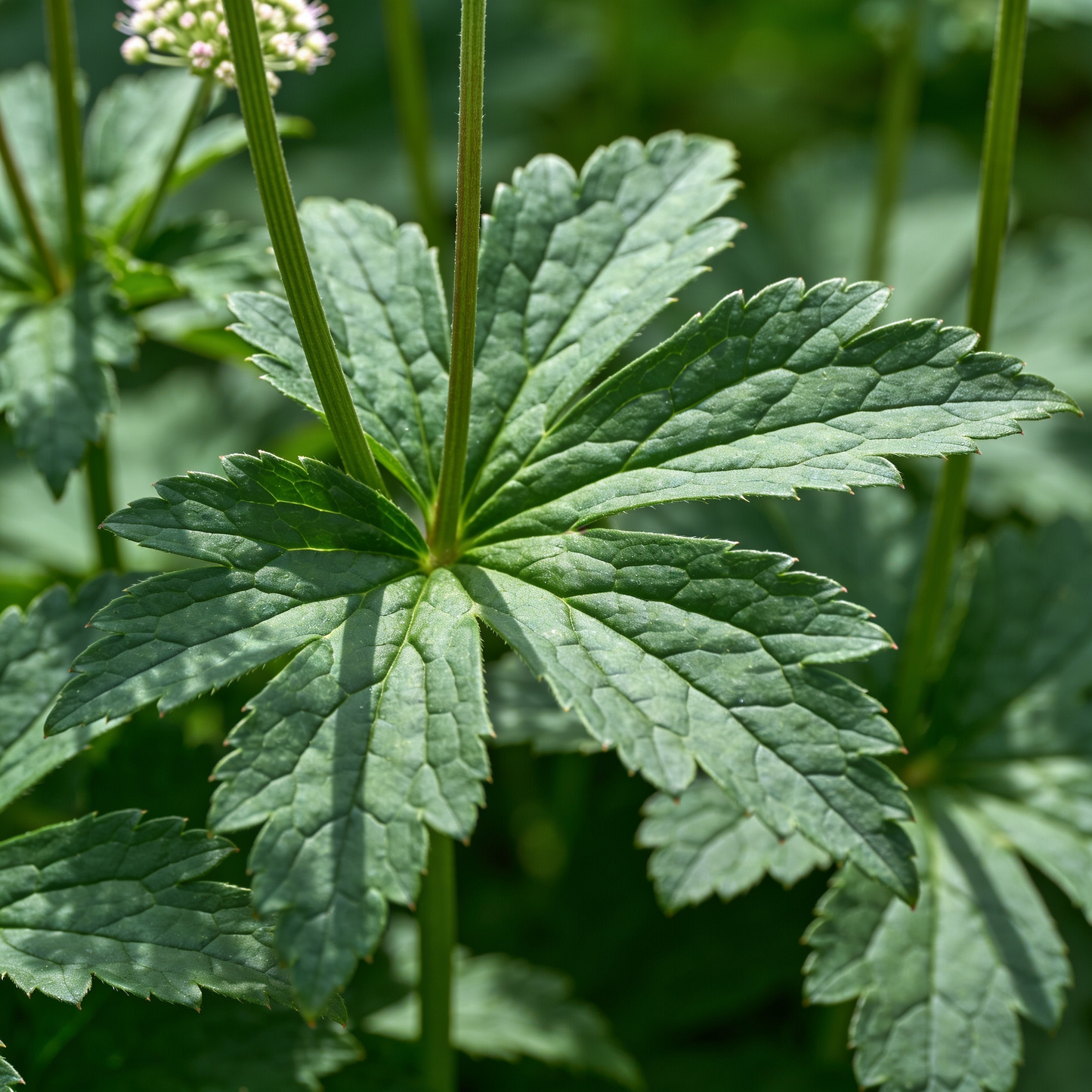 Astrantia Flower Seeds - Astrantia Flower Seeds for Garden