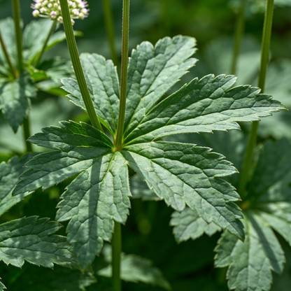 Astrantia Flower Seeds - Astrantia Flower Seeds for Garden
