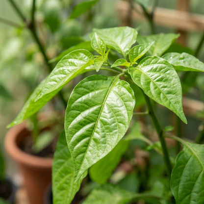 Orange Trinidad Moruga Pepper Seeds – Pepper Seeds for Home Garden