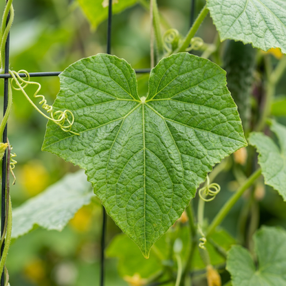 Purple Cucumber Seeds – Cucumber Seeds for Home Garden